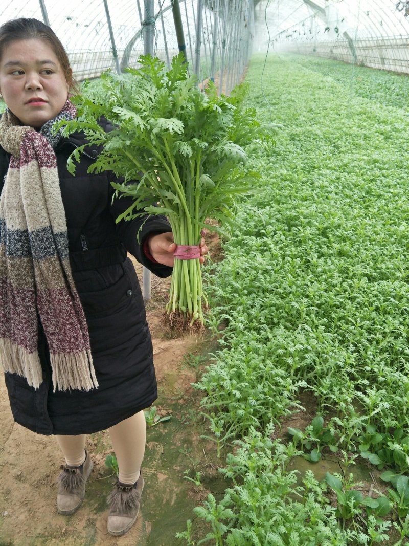 光杆茼蒿