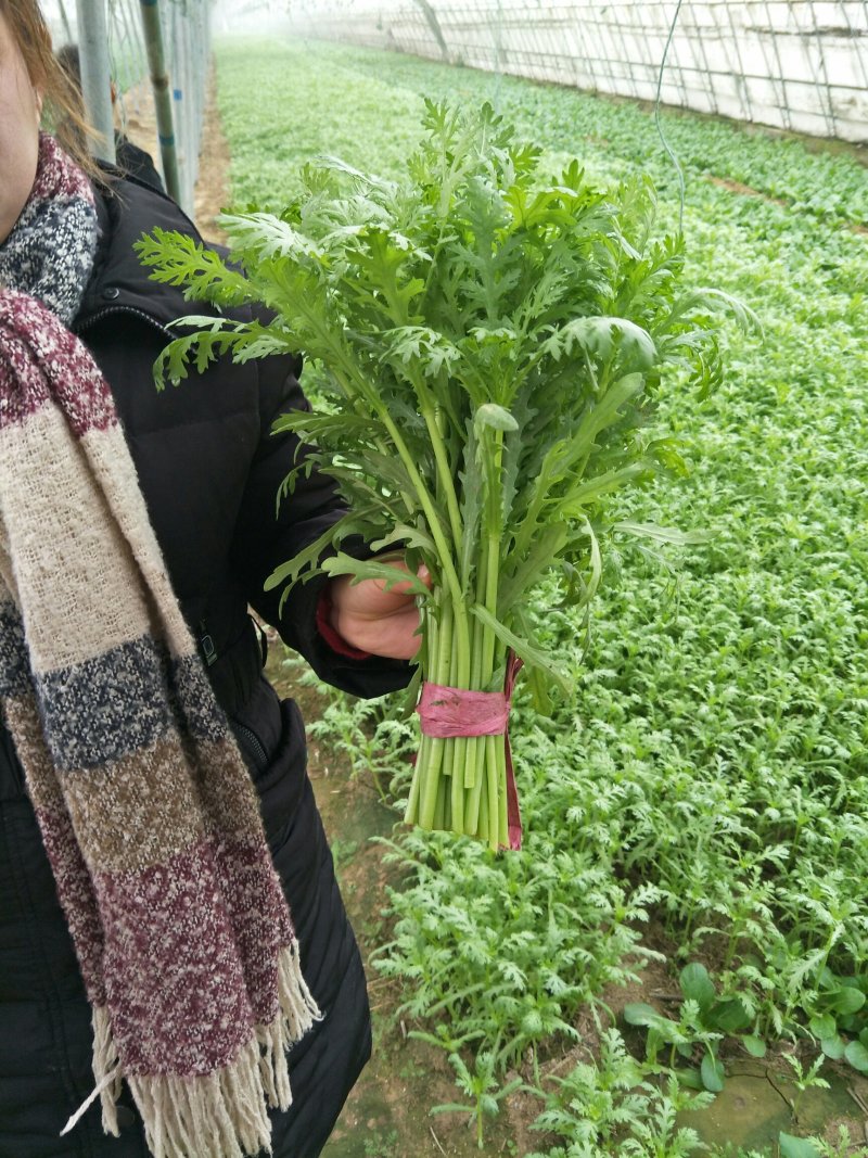 光杆茼蒿