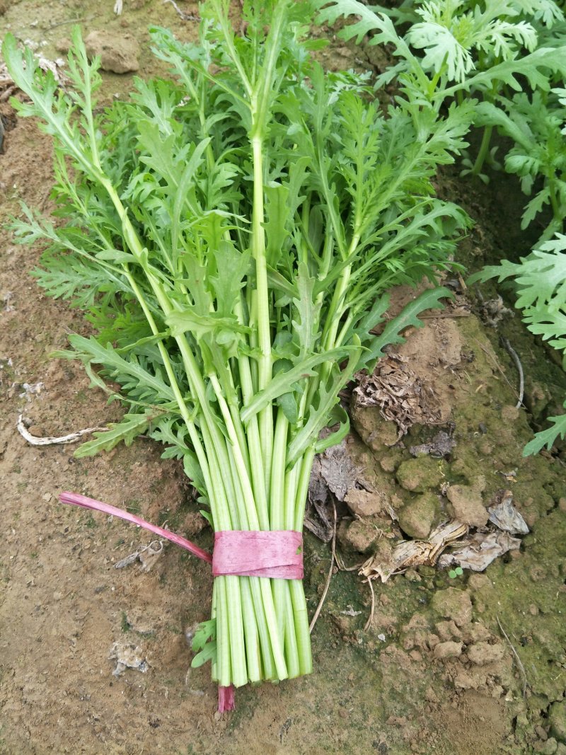 光杆茼蒿