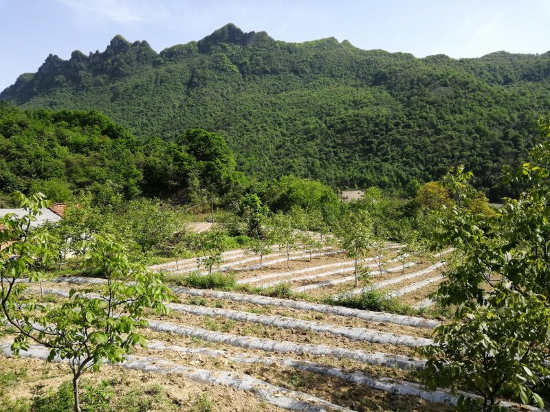 银栗南瓜（已经售完）