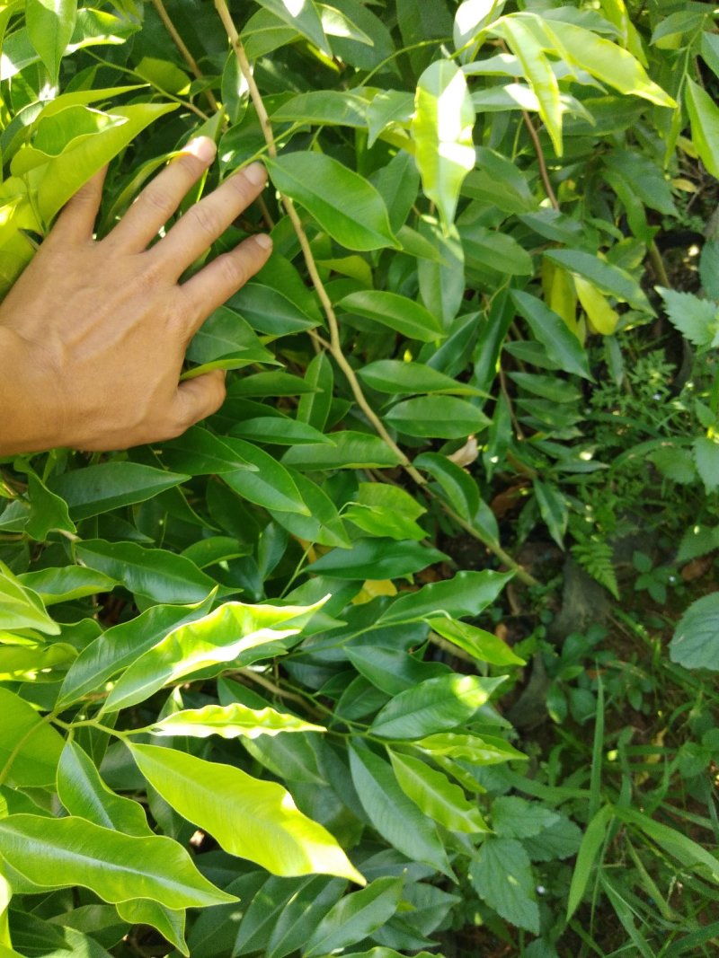 沉香树苗10~20cm
