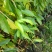 沉香树苗10~20cm