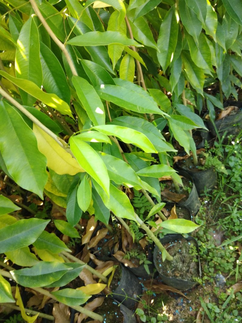 沉香树苗10~20cm