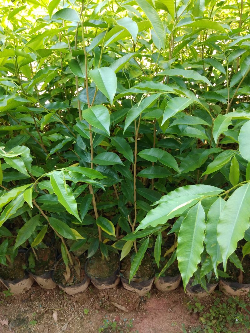 沉香树苗10~20cm