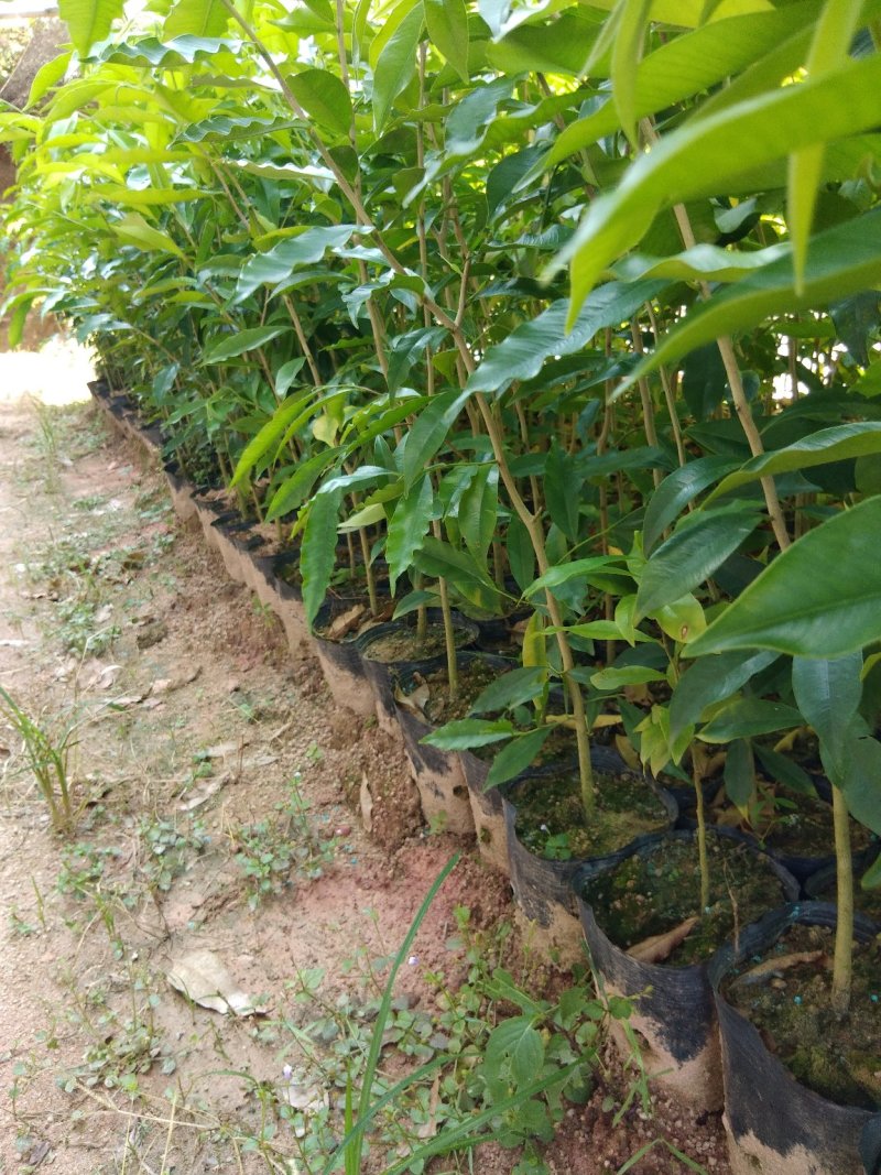 沉香树苗10~20cm