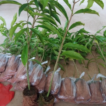 沉香树苗10~20cm