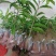 沉香树苗10~20cm