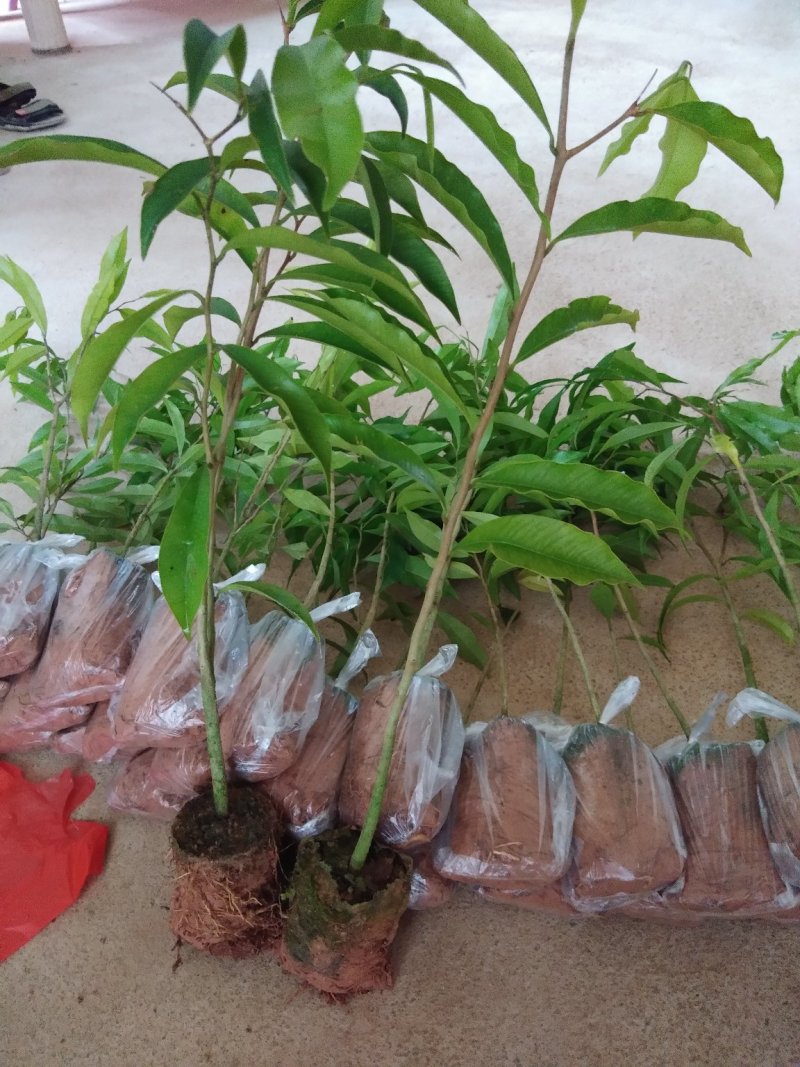 沉香树苗10~20cm