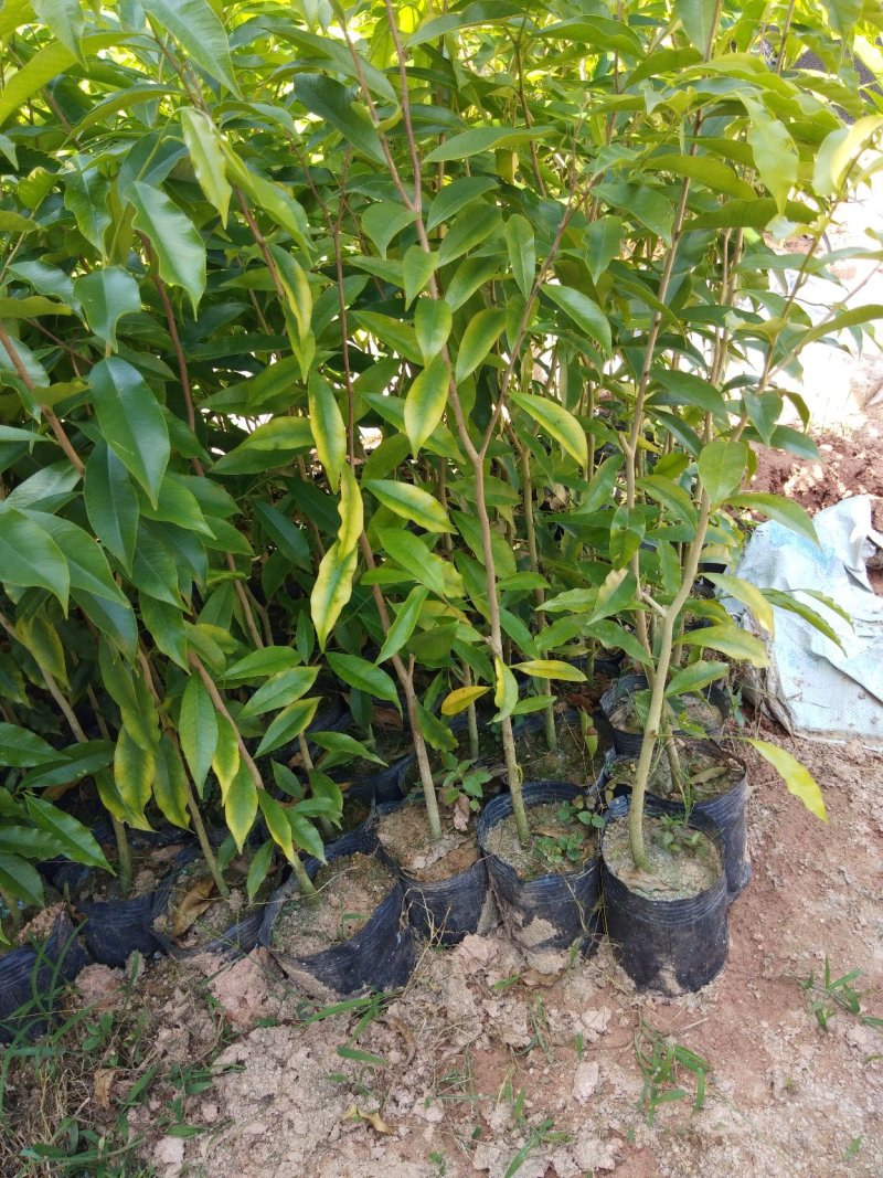 沉香树苗10~20cm