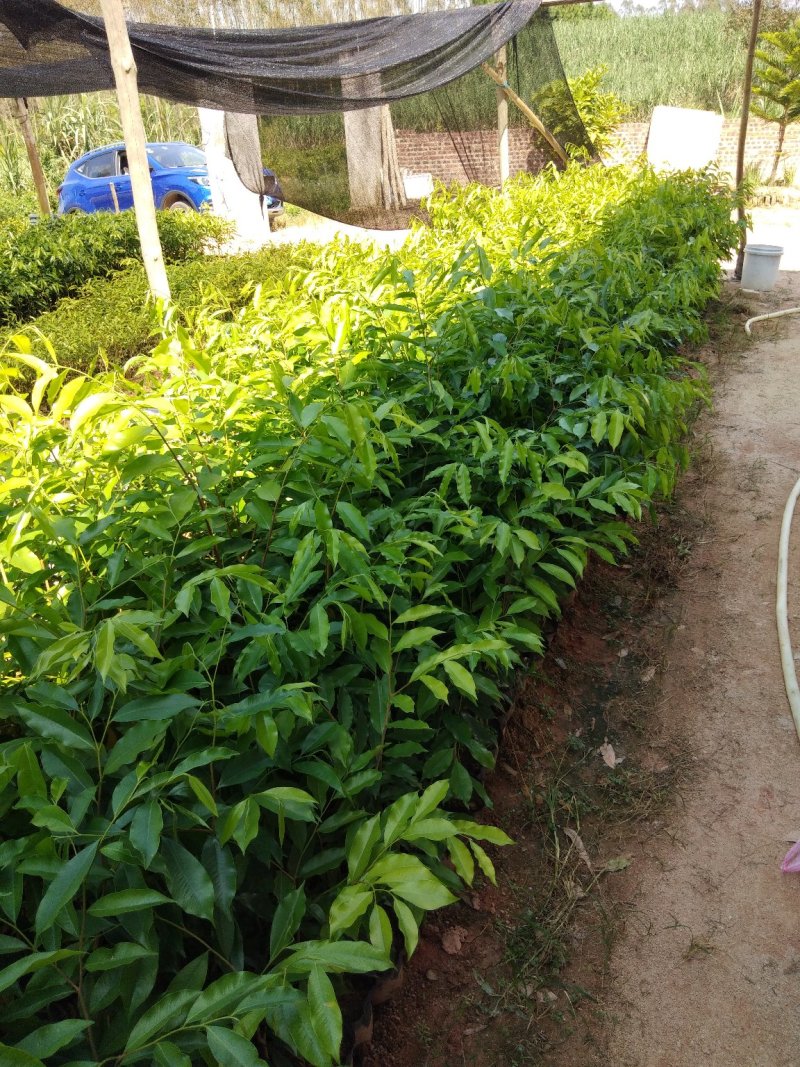 沉香树苗10~20cm