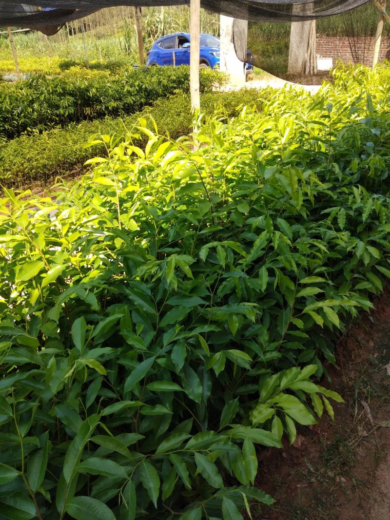 沉香树苗10~20cm