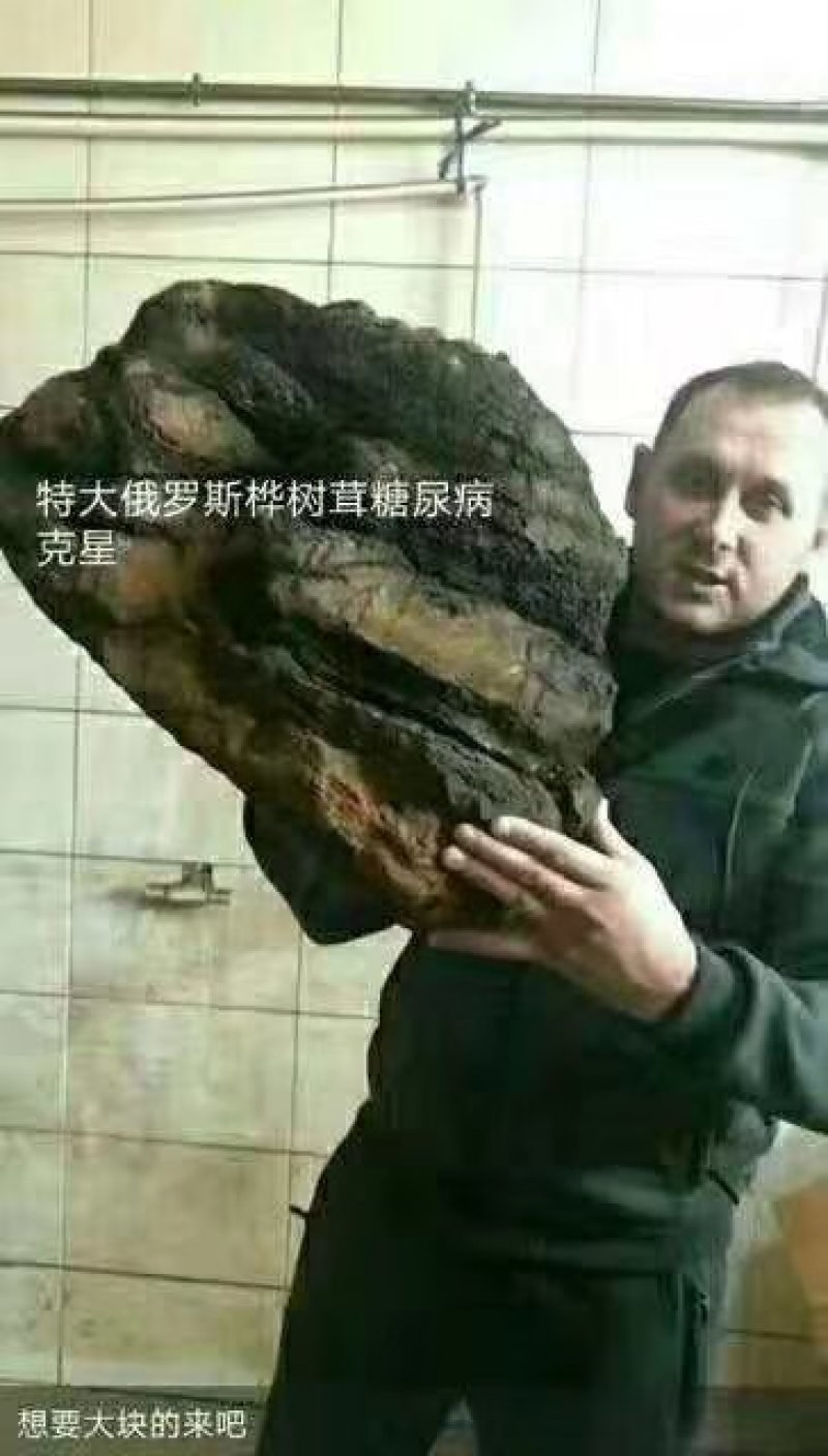 糖尿病克星，俄罗斯桦树茸。