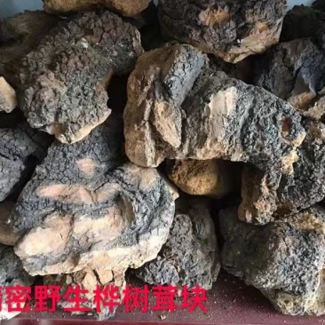 糖尿病克星，俄罗斯桦树茸。
