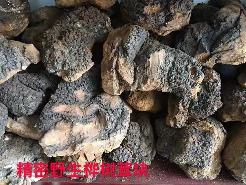 糖尿病克星，俄罗斯桦树茸。