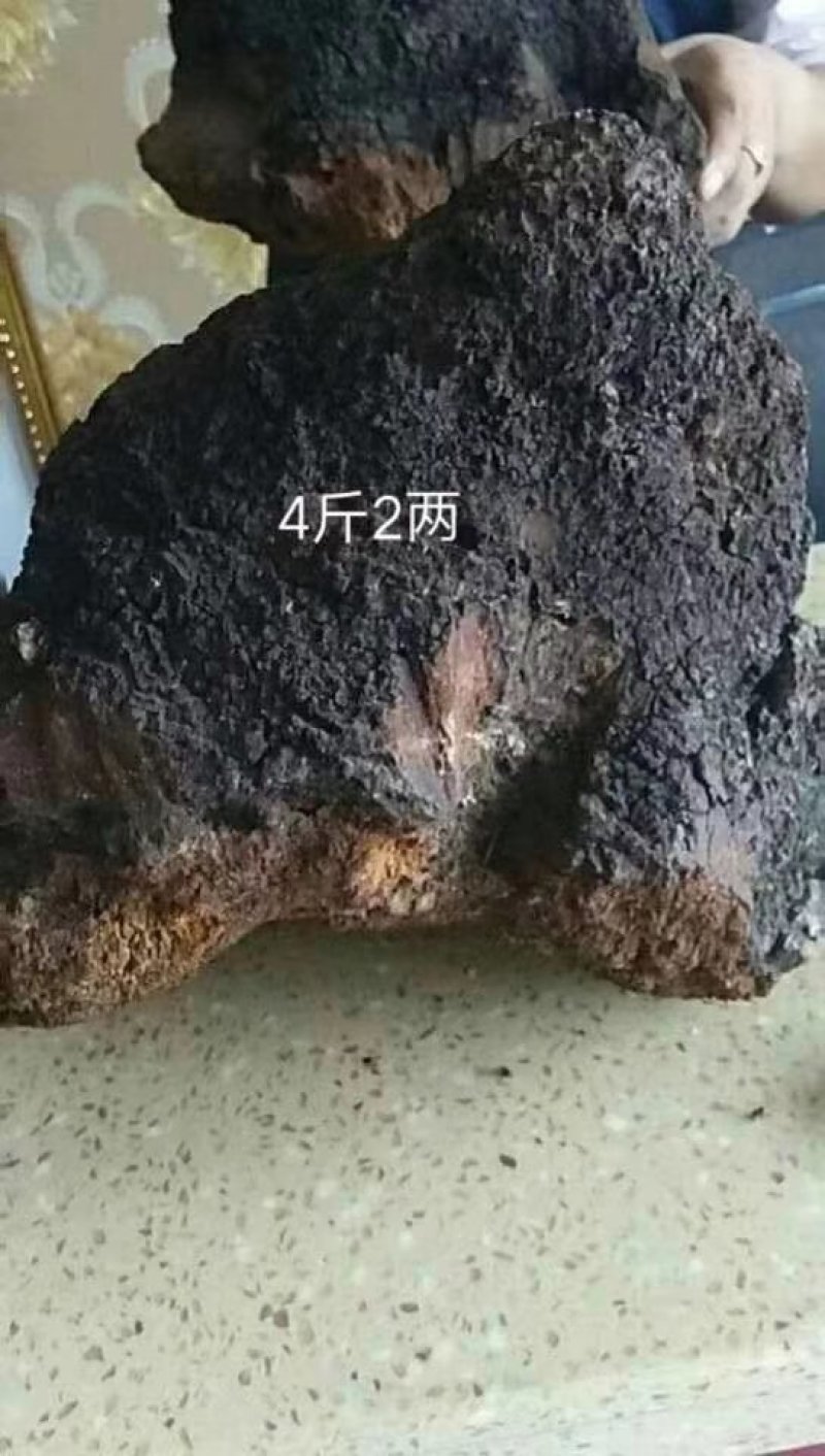 糖尿病克星，俄罗斯桦树茸。