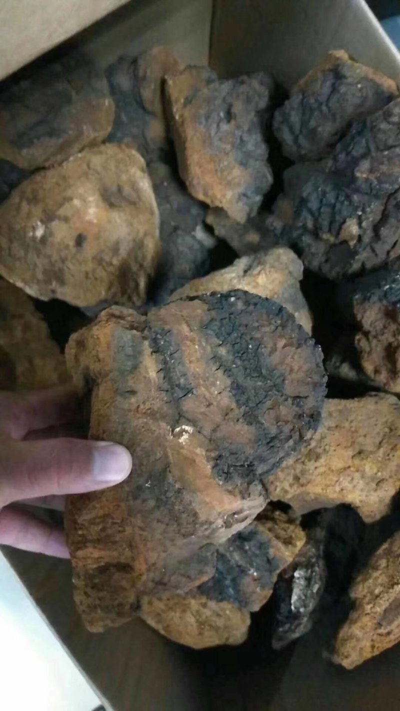 糖尿病克星，俄罗斯桦树茸。