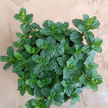 薄荷