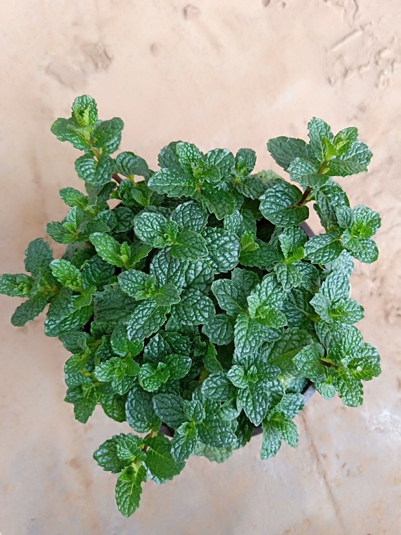 薄荷
