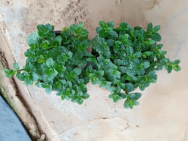 薄荷