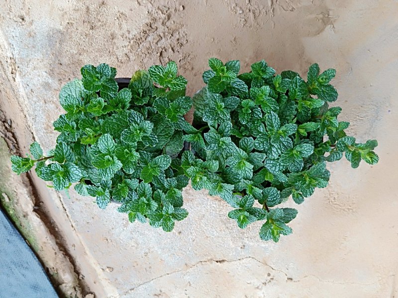 薄荷
