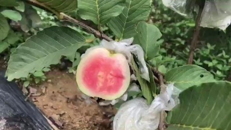 红宝石芭乐苗嫁接苗当年结果