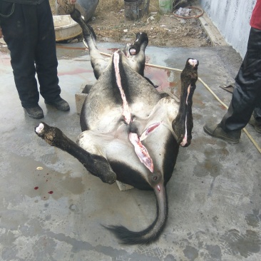肉驴