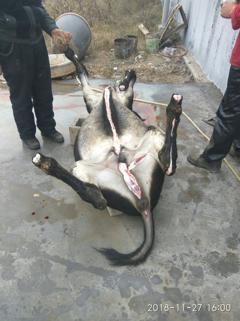 肉驴