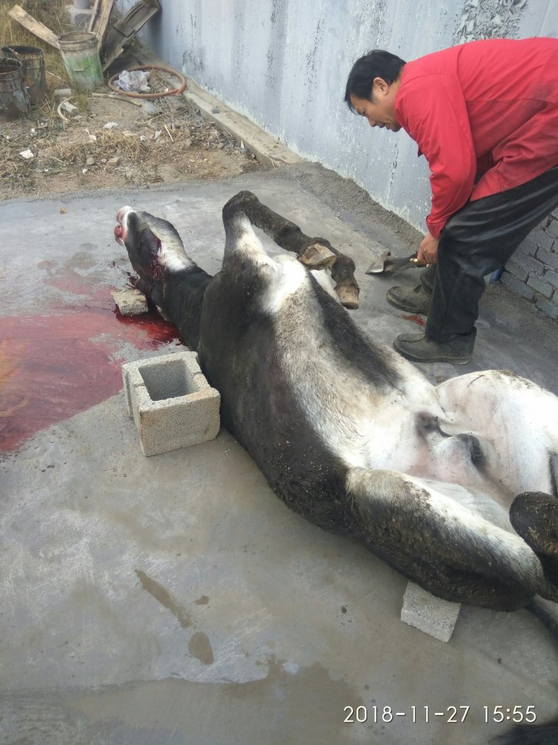 肉驴
