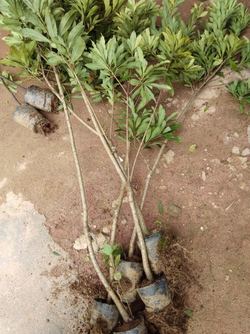 杨梅苗东魁杨梅嫁接苗