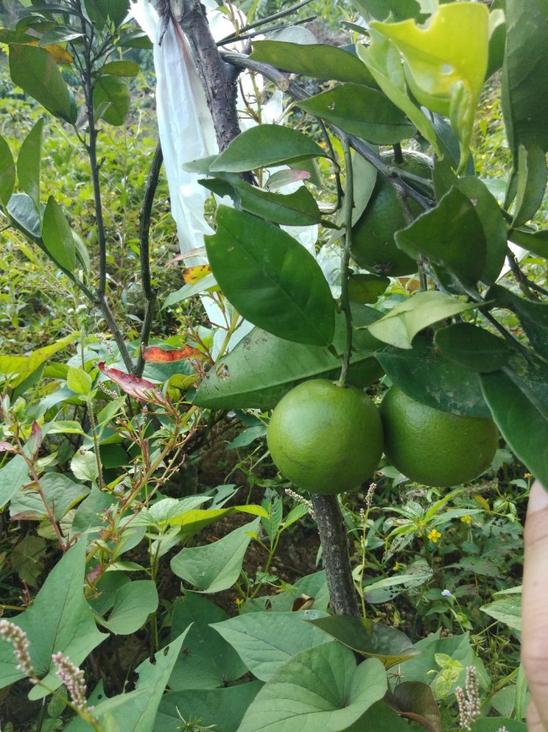 塔罗科血橙苗50~80cm