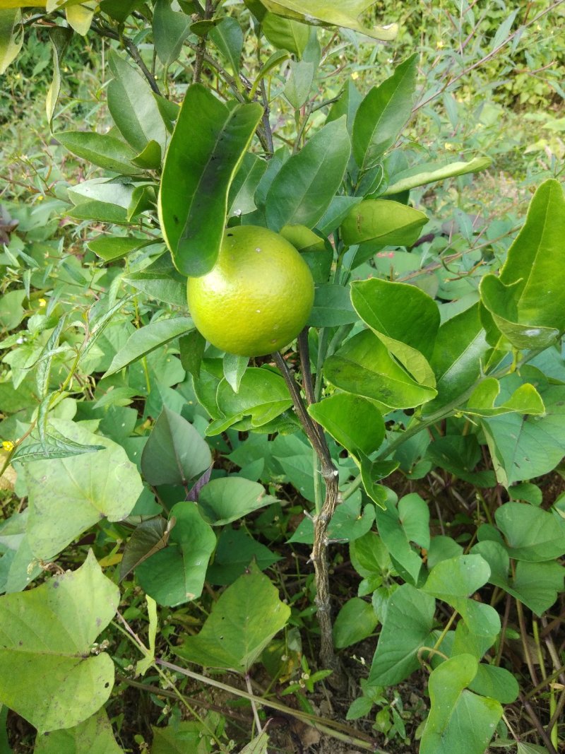 塔罗科血橙苗50~80cm
