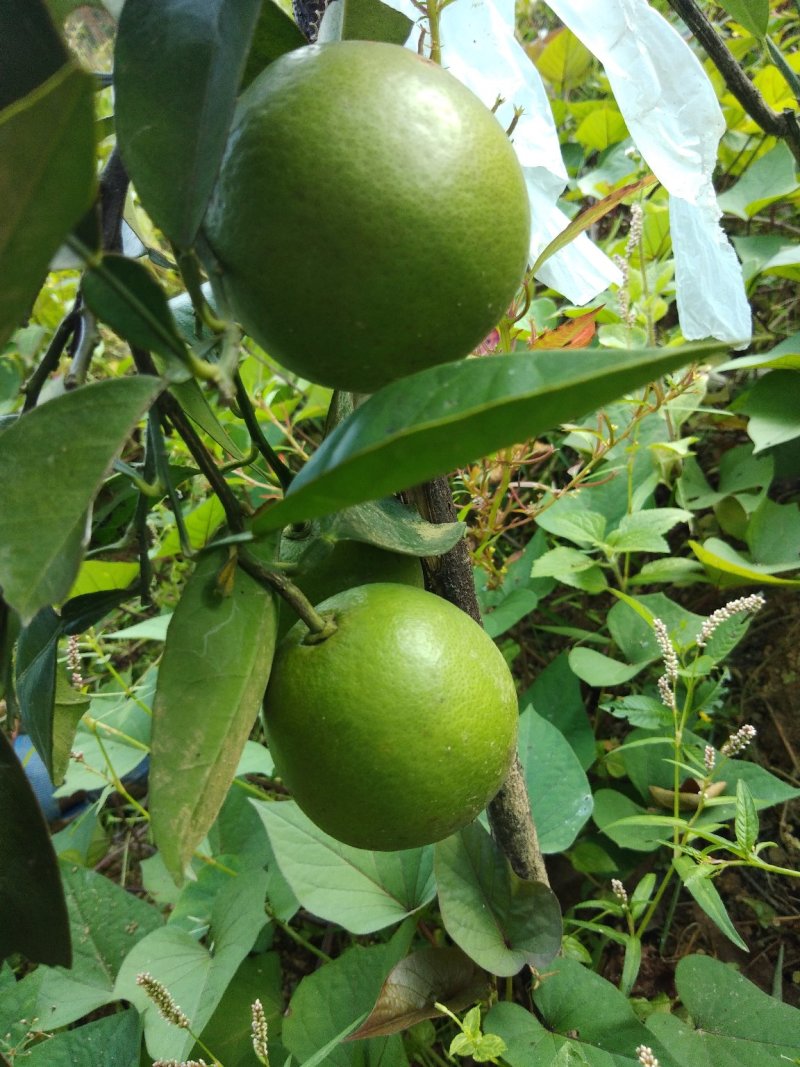 塔罗科血橙苗50~80cm