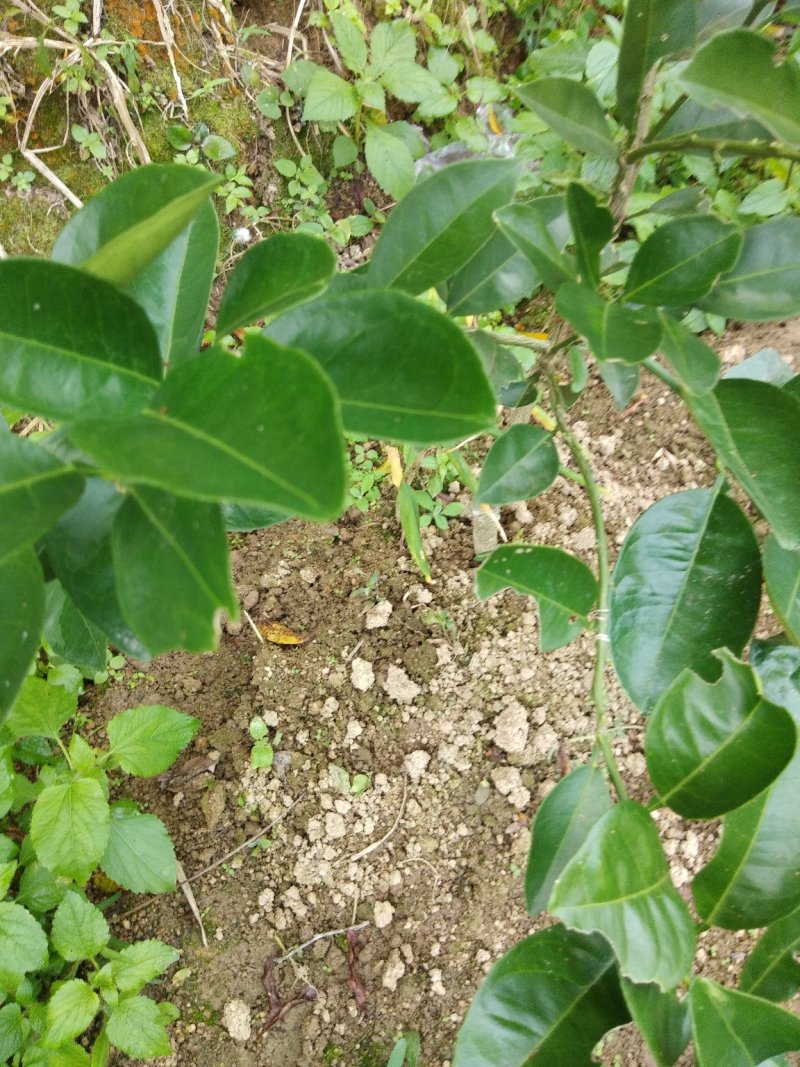 塔罗科血橙苗50~80cm