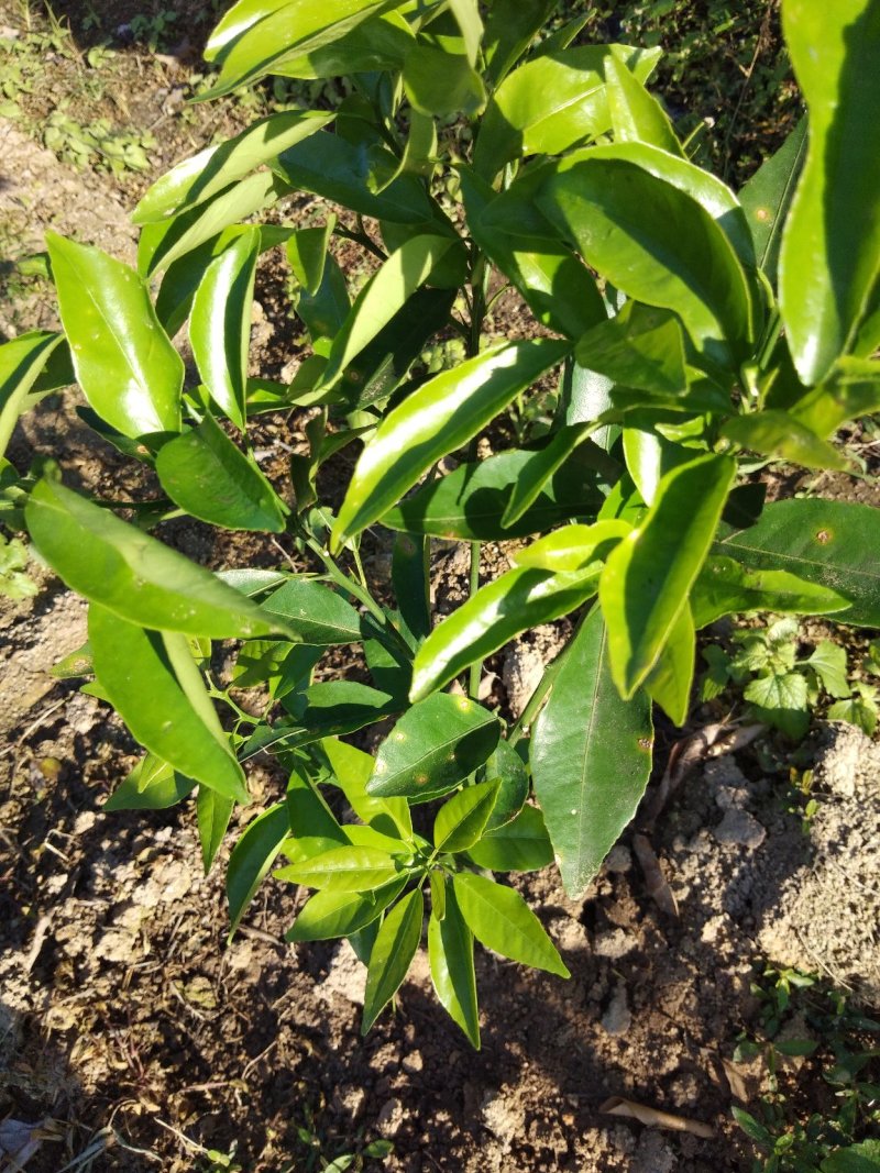 塔罗科血橙苗50~80cm