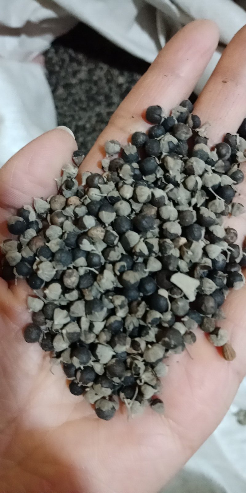 蔓荆子批发各种中药材批发零售各种规格中药材