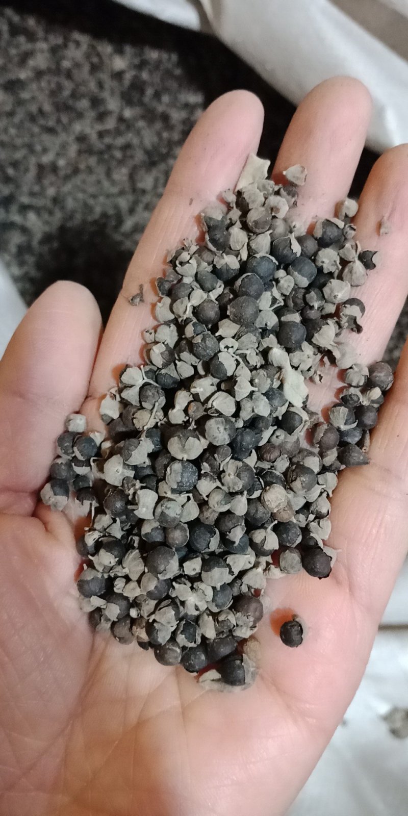 蔓荆子批发各种中药材批发零售各种规格中药材
