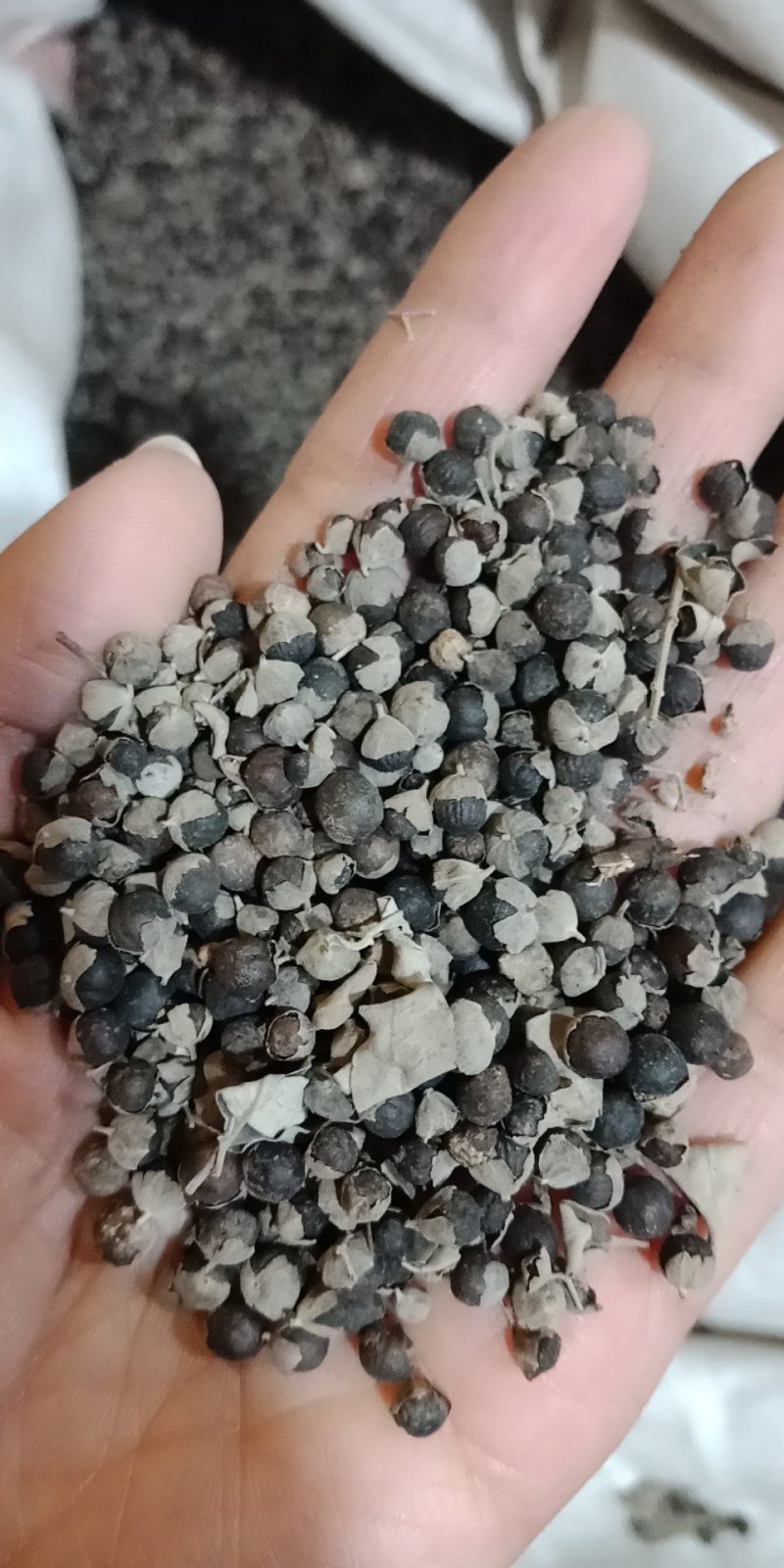 蔓荆子批发各种中药材批发零售各种规格中药材