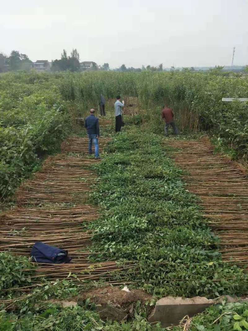 樱桃苗嫁接品种有红灯，美早，黄蜜，雷尼，黑珍珠。樱桃