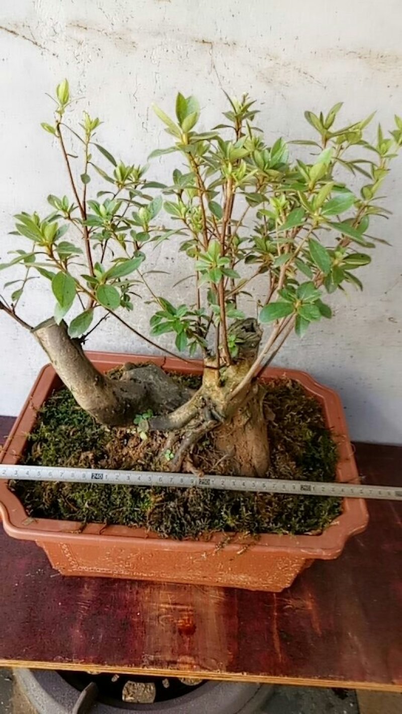 映山红盆景熟桩，