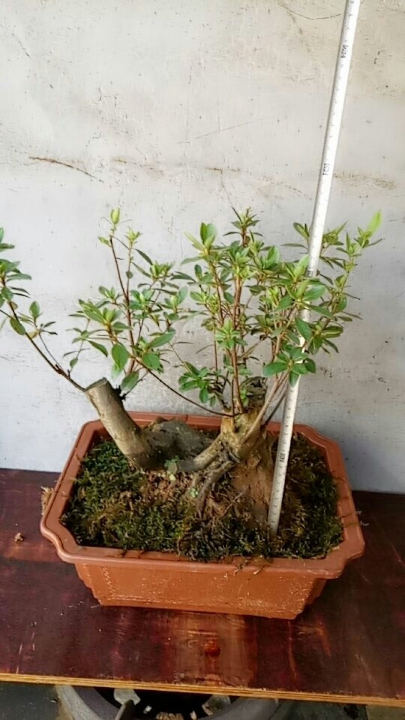 映山红盆景熟桩，