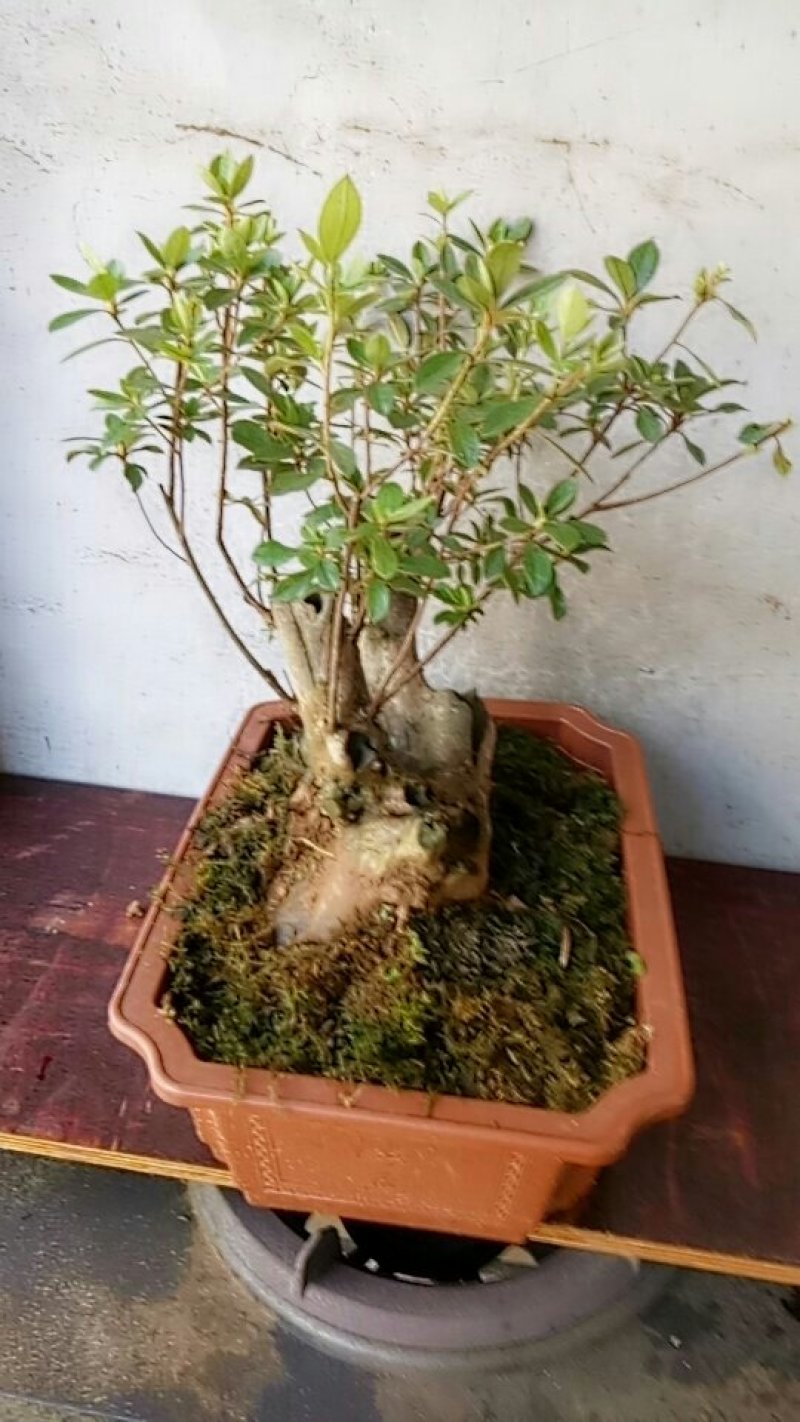 映山红盆景熟桩，