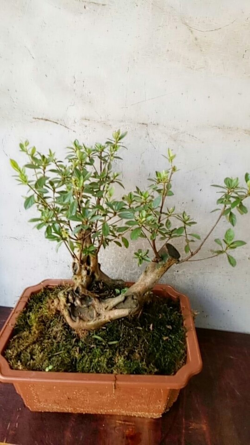 映山红盆景熟桩，
