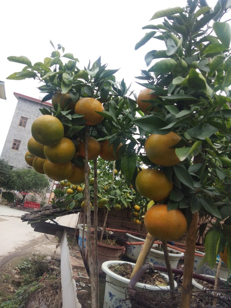 本苗场大量供应茂谷柑苗，及各种柑橘一年苗，两年苗