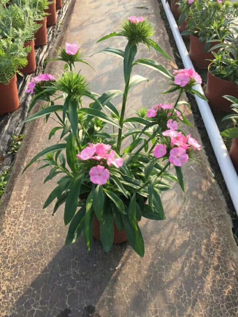 木槿，苗木花卉，量大从优。
