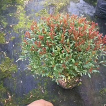 木槿，苗木花卉，量大从优。