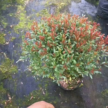 木槿，苗木花卉，量大从优。