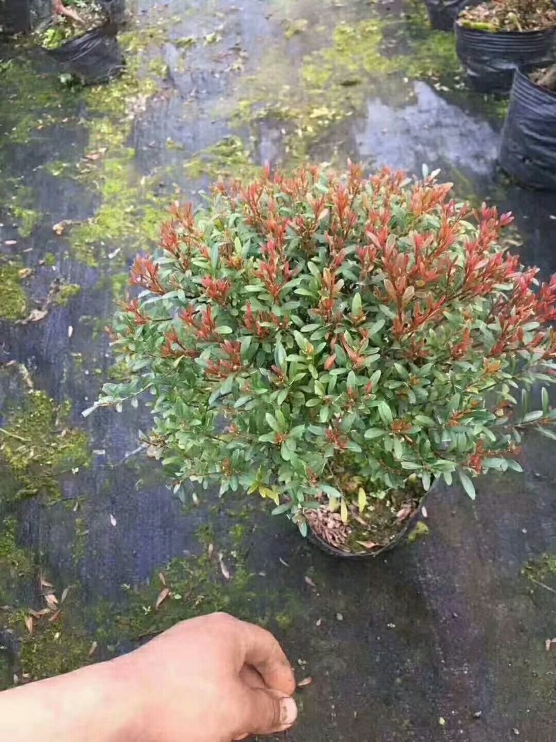 木槿，苗木花卉，量大从优。