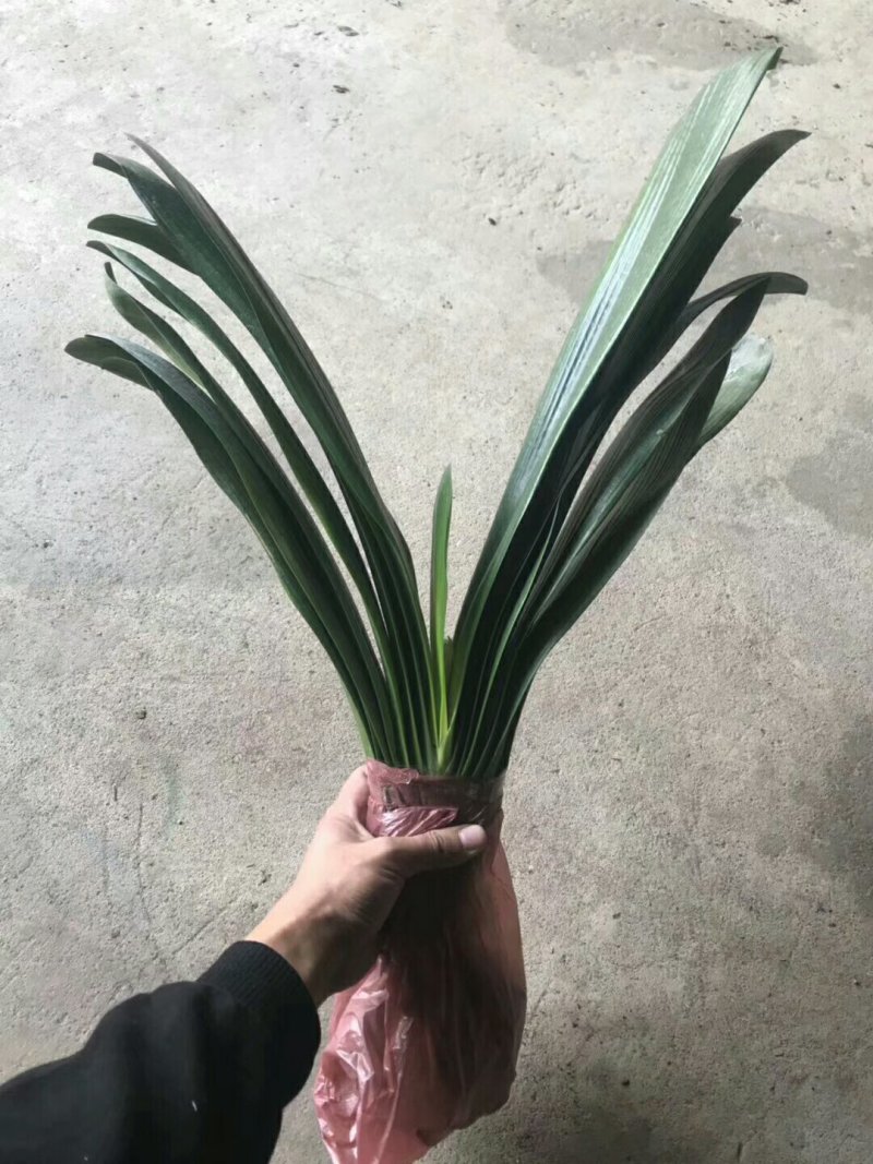 木槿，苗木花卉，量大从优。