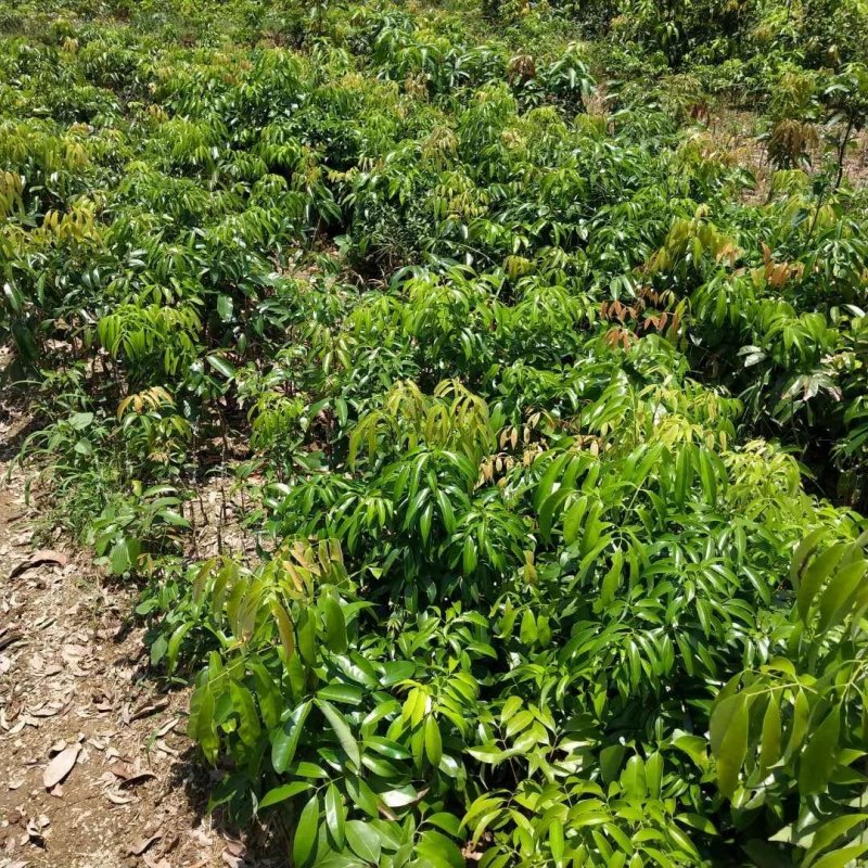 无核荔枝苗2年嫁接苗包售后种植技术指导