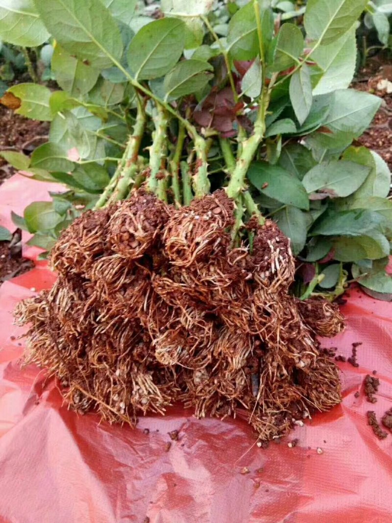 云南思奇农业基地直销玫瑰花苗玫瑰苗四季循环开花